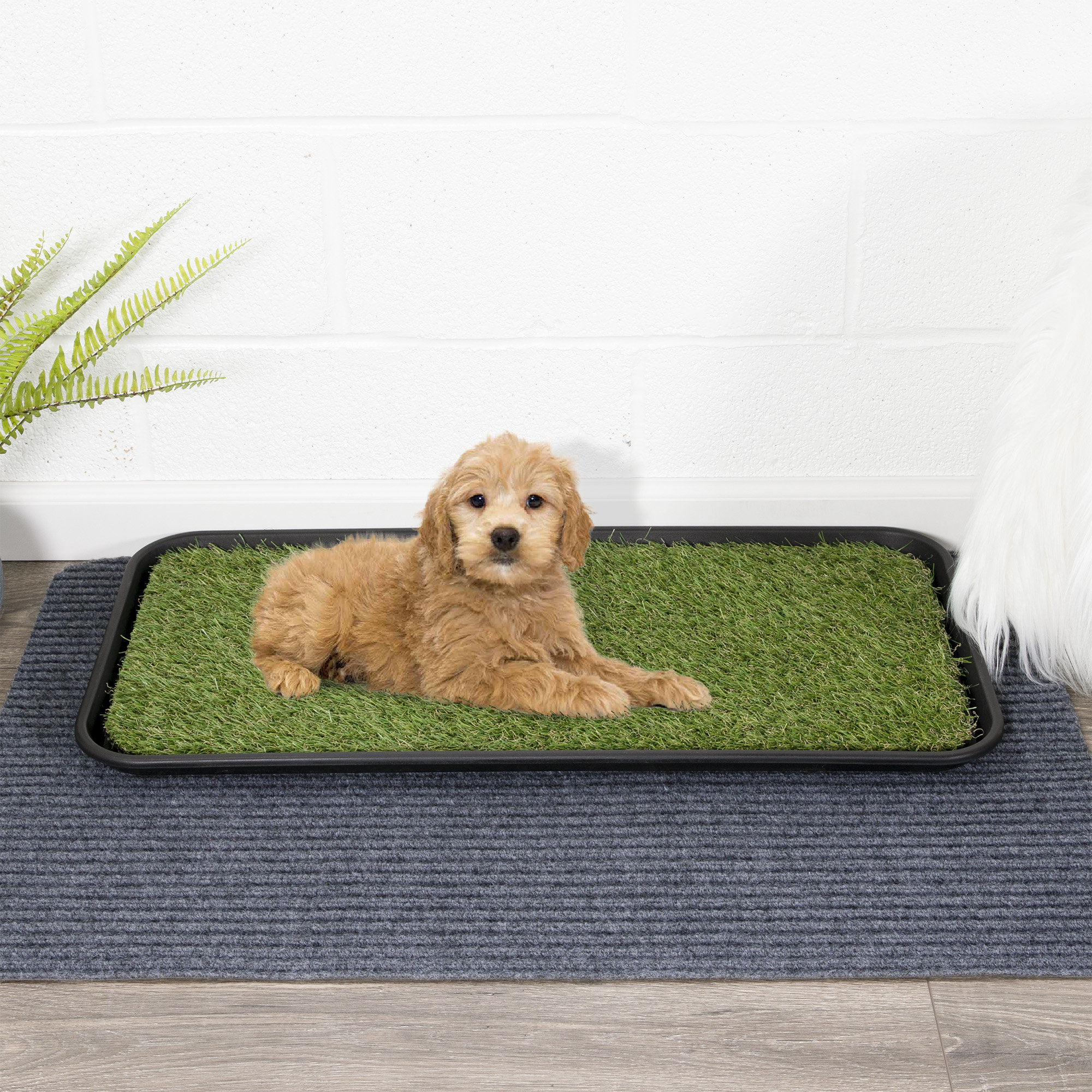 Ottomanson Patty Pet Training Non Slip Indoor Outdoor Tray with Reusable Grass Pad Reviews Wayfair